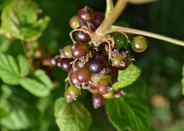 Blackcurrant