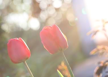 Tulpen im Gegenlicht