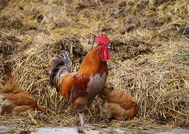 The cock on the dung heap