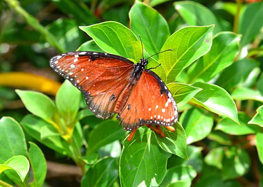 Red and black beauty