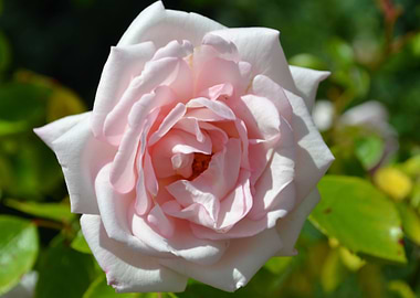 Pink rose