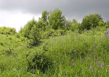 Meadow before the rain