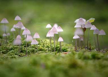 mushroom lights