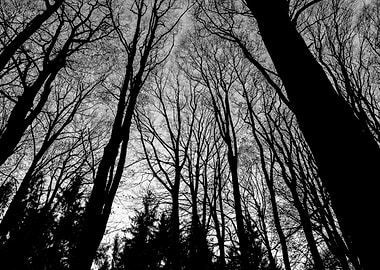 Dramatic trees