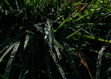 Grass dew II