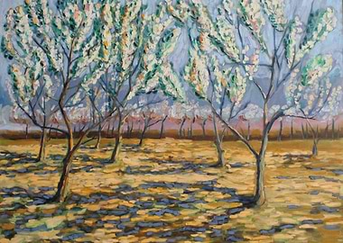 blossom of apple trees