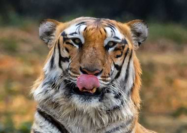 Royal Bengal Tiger