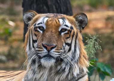Royal Bengal Tiger