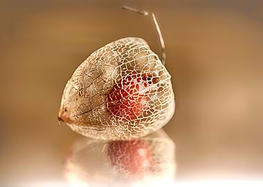 Physalis auf Gold