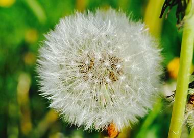 Colorful Dandelion