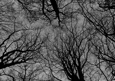 Dramatic trees II