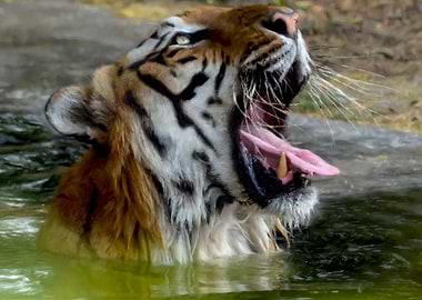 Royal Bengal Tiger