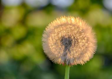 dandelion