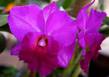 Orchid 6