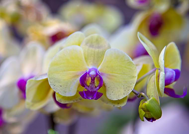 Orchid 7