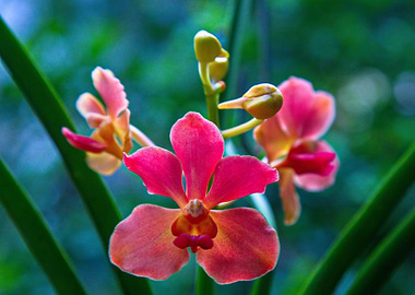 Orchid 8