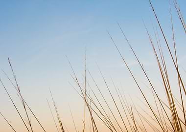 Dried grass in sunset sky