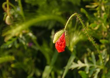 Red poppy