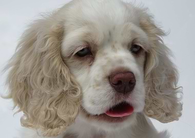 Cocker Spaniel Puppy