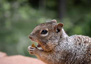 Portrait of a Squirrel