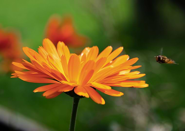 Orange calendula with bee