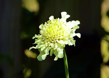Scabiosa