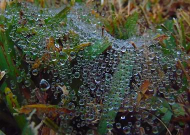 Dewdrop Netting