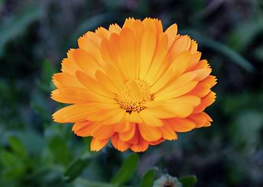 Orange calendula