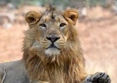 Animals Asiatic Lion