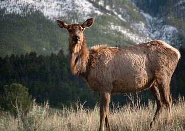 Deer at Yellowstone