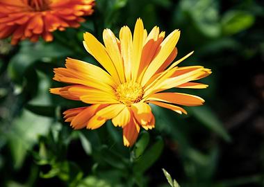 Orange calendula