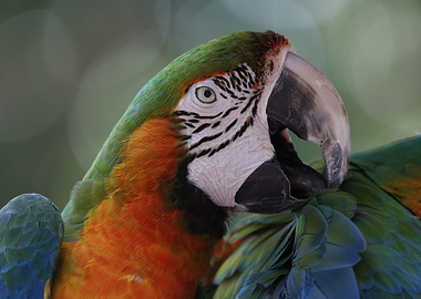 Macaw