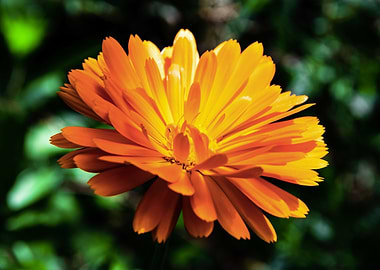 Orange calendula