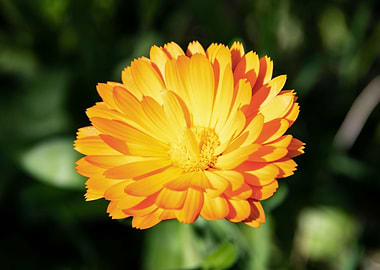 Orange calendula
