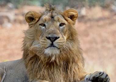 Animals Asiatic Lion