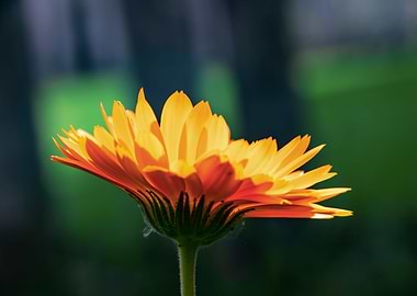 Orange calendula flower