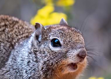 Surprised Squirrel