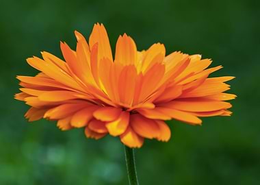 Orange calendula flower