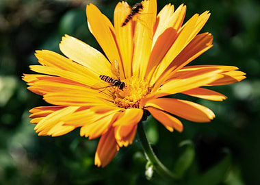 Orange calendula with bees