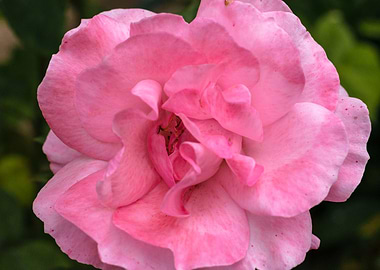 Pink rose