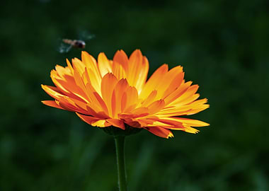 Orange calendula with bee