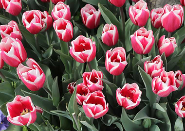 Pink Tulip Burst