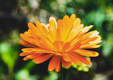 Orange calendula flower