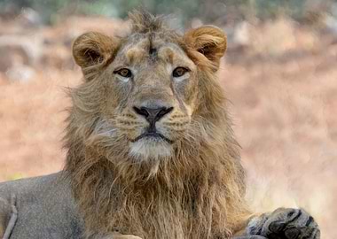 Animals Asiatic Lion