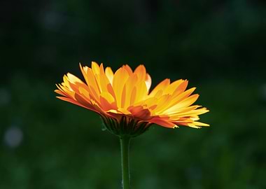 Orange calendula flower