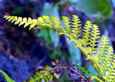 Fern