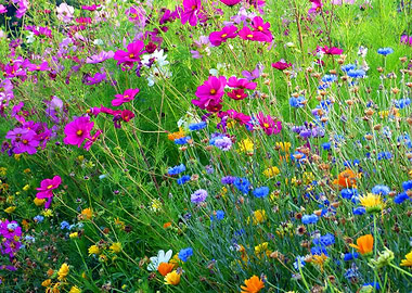 Wild Flowers
