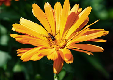 Orange calendula with bee