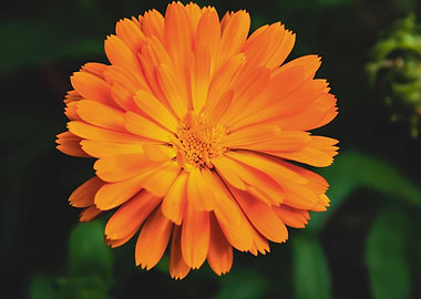 Orange calendula flower