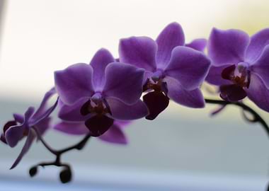 Orchidee